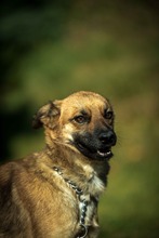 HOLDA, Hund, Mischlingshund in Ungarn - Bild 6