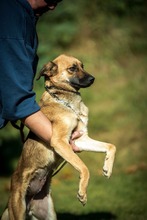 HOLDA, Hund, Mischlingshund in Ungarn - Bild 8