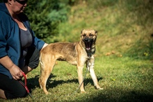 HOLDA, Hund, Mischlingshund in Ungarn - Bild 9