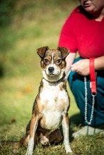 HELIX, Hund, Mischlingshund in Ungarn - Bild 1