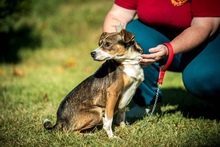 HELIX, Hund, Mischlingshund in Ungarn - Bild 10