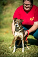 HELIX, Hund, Mischlingshund in Ungarn - Bild 2