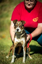 HELIX, Hund, Mischlingshund in Ungarn - Bild 5