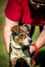 HELIX, Hund, Mischlingshund in Ungarn - Bild 6