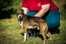HELIX, Hund, Mischlingshund in Ungarn - Bild 7