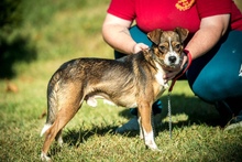 HELIX, Hund, Mischlingshund in Ungarn - Bild 9