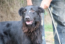 BENÖ3, Hund, Mischlingshund in Ungarn - Bild 1