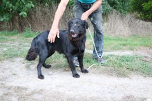 BENÖ3, Hund, Mischlingshund in Ungarn - Bild 2