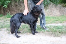 BENÖ3, Hund, Mischlingshund in Ungarn - Bild 3