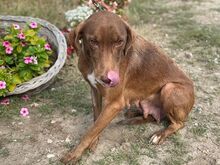 NIVA, Hund, Mischlingshund in Ungarn - Bild 3