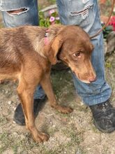 NIVA, Hund, Mischlingshund in Ungarn - Bild 8