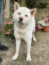 HABCSOK, Hund, Mischlingshund in Ungarn - Bild 1