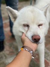 HABCSOK, Hund, Mischlingshund in Ungarn - Bild 4