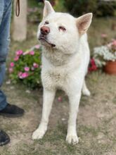 HABCSOK, Hund, Mischlingshund in Ungarn - Bild 6