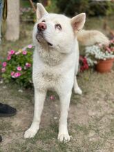 HABCSOK, Hund, Mischlingshund in Ungarn - Bild 7