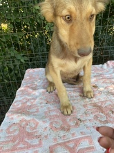 ADIN, Hund, Mischlingshund in Rumänien - Bild 1