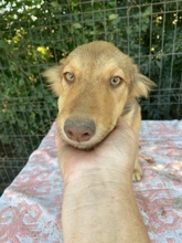 ADIN, Hund, Mischlingshund in Rumänien - Bild 3