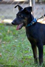 RODY, Hund, Mischlingshund in Slowakische Republik - Bild 14
