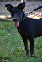 RODY, Hund, Mischlingshund in Slowakische Republik - Bild 17