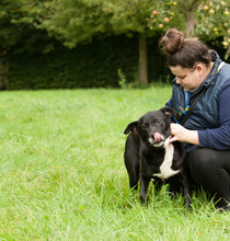 FENIKS, Hund, Mischlingshund in Viersen - Bild 12