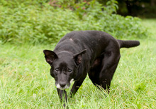 FENIKS, Hund, Mischlingshund in Viersen - Bild 16