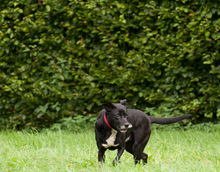 FENIKS, Hund, Mischlingshund in Viersen - Bild 17