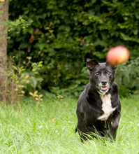 FENIKS, Hund, Mischlingshund in Viersen - Bild 19