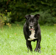 FENIKS, Hund, Mischlingshund in Viersen - Bild 21