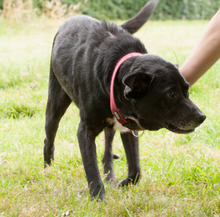 FENIKS, Hund, Mischlingshund in Viersen - Bild 23