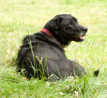 FENIKS, Hund, Mischlingshund in Viersen - Bild 24