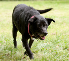 FENIKS, Hund, Mischlingshund in Viersen - Bild 25
