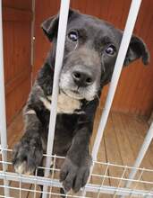 FENIKS, Hund, Mischlingshund in Viersen - Bild 5
