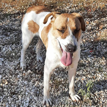 LEON, Hund, Mischlingshund in Griechenland - Bild 2