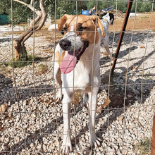 LEON, Hund, Mischlingshund in Griechenland - Bild 4