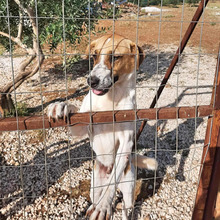 LEON, Hund, Mischlingshund in Griechenland - Bild 5