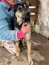 FUNNY, Hund, Mischlingshund in Rumänien - Bild 1