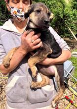 FUNNY, Hund, Mischlingshund in Rumänien - Bild 10