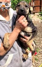 FUNNY, Hund, Mischlingshund in Rumänien - Bild 13