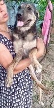 FUNNY, Hund, Mischlingshund in Rumänien - Bild 14