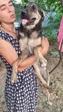 FUNNY, Hund, Mischlingshund in Rumänien - Bild 15