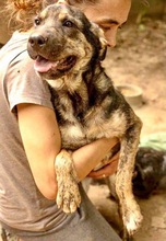 FUNNY, Hund, Mischlingshund in Rumänien - Bild 16
