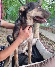 FUNNY, Hund, Mischlingshund in Rumänien - Bild 17