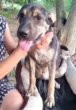 FUNNY, Hund, Mischlingshund in Rumänien - Bild 18