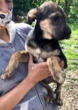 FUNNY, Hund, Mischlingshund in Rumänien - Bild 19