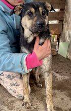 FUNNY, Hund, Mischlingshund in Rumänien - Bild 2
