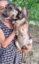 FUNNY, Hund, Mischlingshund in Rumänien - Bild 20