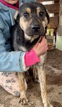 FUNNY, Hund, Mischlingshund in Rumänien - Bild 3