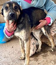 FUNNY, Hund, Mischlingshund in Rumänien - Bild 4