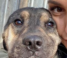 FUNNY, Hund, Mischlingshund in Rumänien - Bild 5