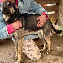 FUNNY, Hund, Mischlingshund in Rumänien - Bild 6